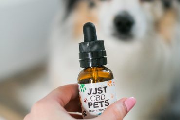 Keep Dogs Cool During Social Distancing